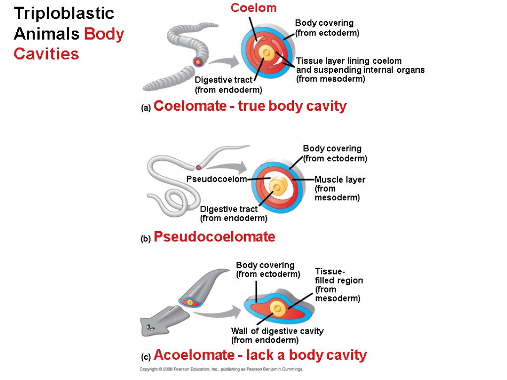 Triploblastic Animals Body Cavities Coelom Body covering (from ectoderm) Digestive tract (from endoderm) Tissue